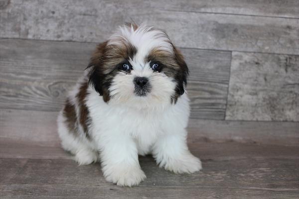 Shih Tzu-DOG-Male-Red / White-8606-Petland Monroeville, PA