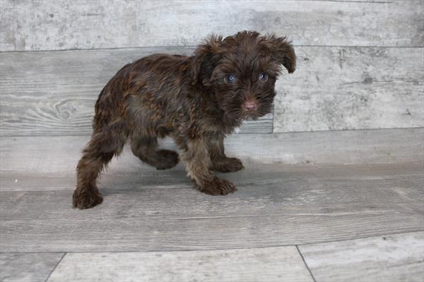 Yorkie-Poo-DOG-Male-Chocolate-8607-Petland Monroeville, PA
