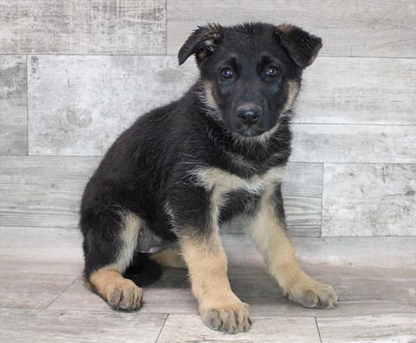 German Shepherd-DOG-Female-Black / Tan-8608-Petland Monroeville, PA