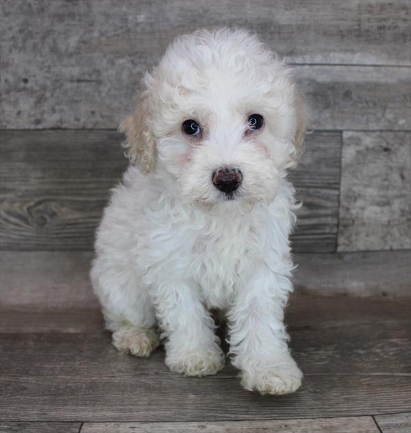 Bichon- Poo-DOG-Male-Cream-8609-Petland Monroeville, PA