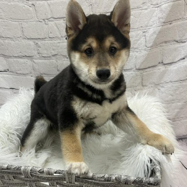 Shiba Inu-DOG-Male-Black And Tan-8615-Petland Monroeville, PA