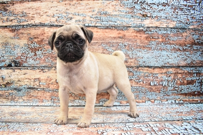 Pug-DOG-Female-Fawn-8618-Petland Monroeville, PA