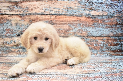 Saint Berdoodle-DOG-Female-Cream-8619-Petland Monroeville, PA