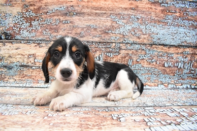 Dachshund-DOG-Male-Black Tan and White-8620-Petland Monroeville, PA
