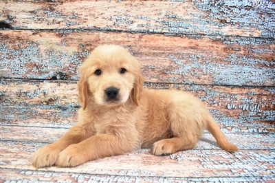 Golden Retriever-DOG-Male-Golden-8621-Petland Monroeville, PA