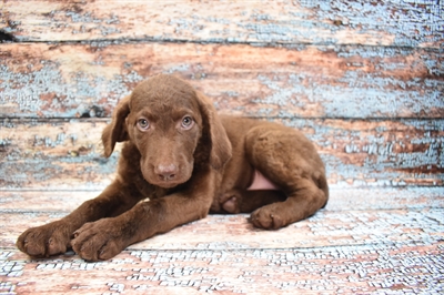 ChesaDoodle-DOG-Male-Chocolate-8622-Petland Monroeville, PA