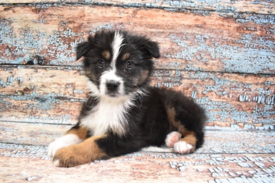 Australian Shepherd-DOG-Male-Black and White-8625-Petland Monroeville, PA