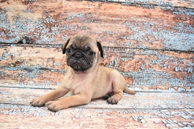 Pug-DOG-Male-Fawn-8626-Petland Monroeville, PA