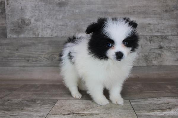 Pomeranian-DOG-Female-Black-8639-Petland Monroeville, PA