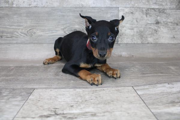 Min Pin-DOG-Male-Black / Tan-8640-Petland Monroeville, PA