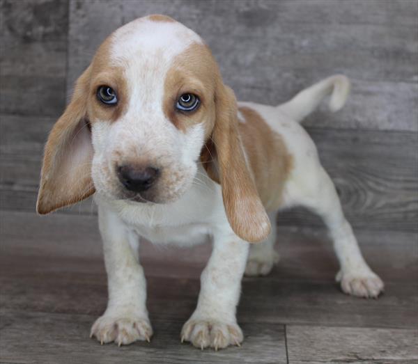 Beagle-DOG-Male-Red / White-8641-Petland Monroeville, PA