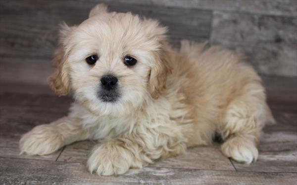 Peke-a-poo-DOG-Female-Cream-8643-Petland Monroeville, PA