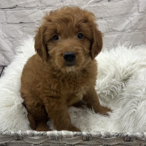 Miniature Goldendoodle-DOG-Male-Dark Red-8654-Petland Monroeville, PA