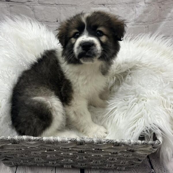 Anatolian Shep/Pyrenees-DOG-Female-Sable / White-8655-Petland Monroeville, PA