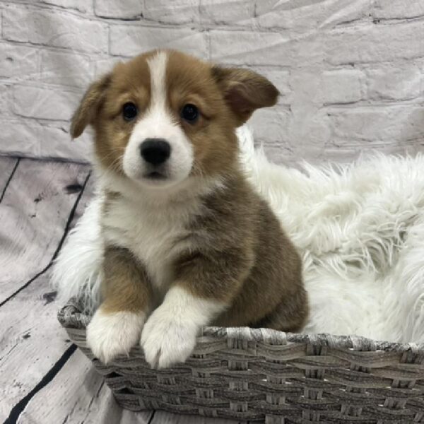 Pembroke Welsh Corgi-DOG-Male-Red Sable-8650-Petland Monroeville, PA