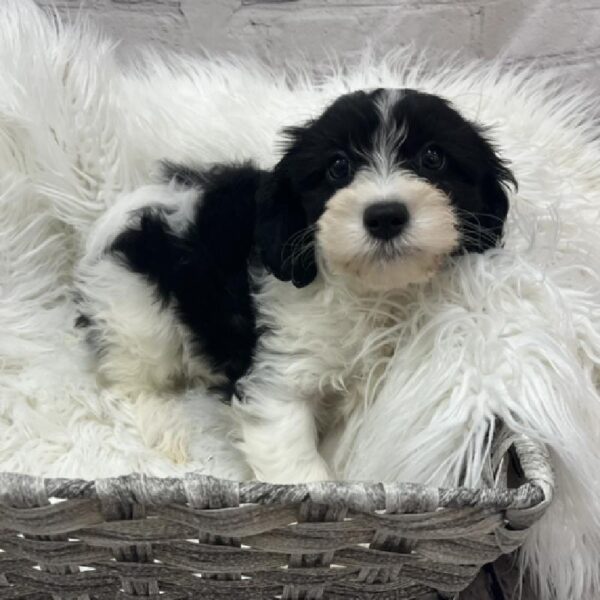 Bichon- Poo-DOG-Male-Black / White-8652-Petland Monroeville, PA
