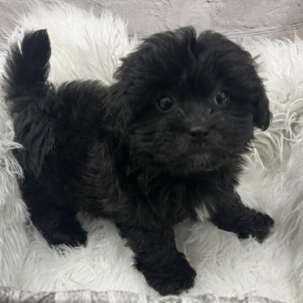 ShizaPoo-DOG-Female-Black-8651-Petland Monroeville, PA