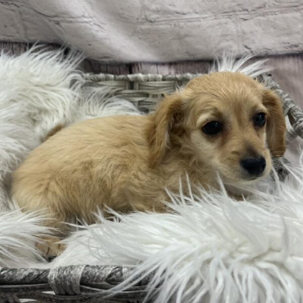 Bichon- Poo-DOG-Female-Apricot-8694-Petland Monroeville, PA