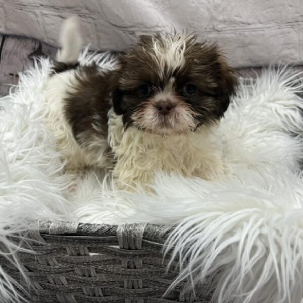 Shih Tzu-DOG-Male-Liver and White-8699-Petland Monroeville, PA