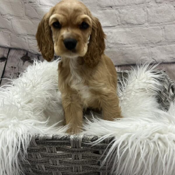 Cocker Spaniel-DOG-Female-Red-8697-Petland Monroeville, PA