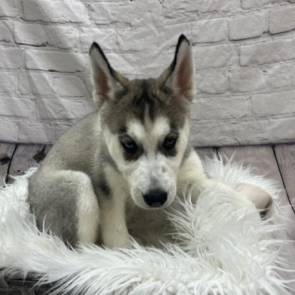 Siberian Husky-DOG-Female-Grey and White-8695-Petland Monroeville, PA
