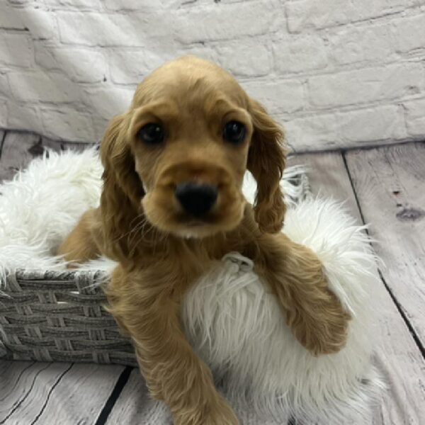 Cocker Spaniel-DOG-Male-Red-8696-Petland Monroeville, PA
