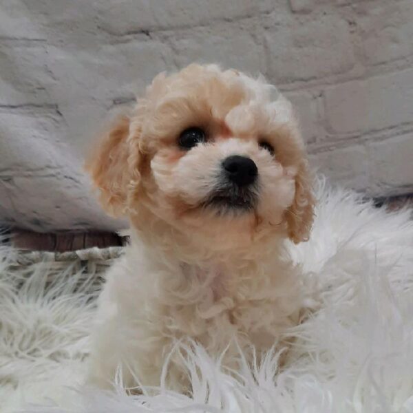 Bichon- Poo-DOG-Female-Cream-8701-Petland Monroeville, PA