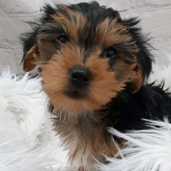 Morkie-DOG-Female-Black / Tan-8700-Petland Monroeville, PA