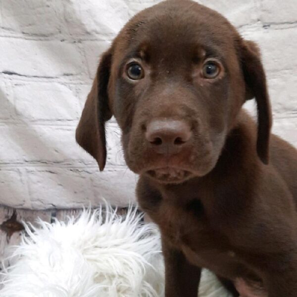 Labrador Retriever-DOG-Male-Chocolate-8702-Petland Monroeville, PA