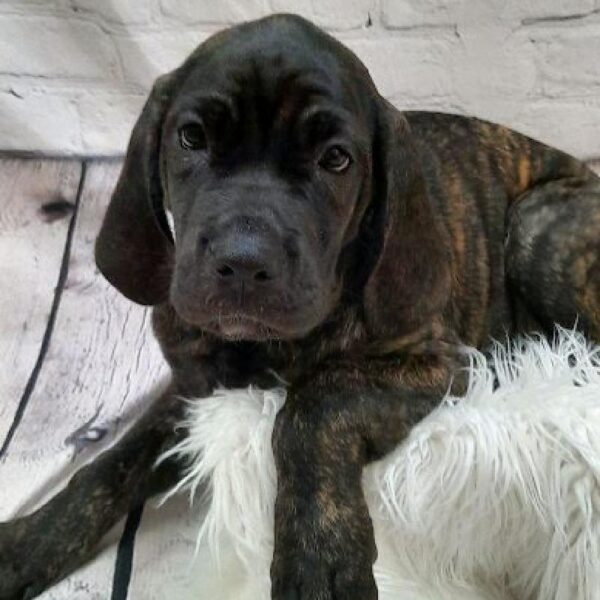 Daniff-DOG-Female-Brindle-8709-Petland Monroeville, PA