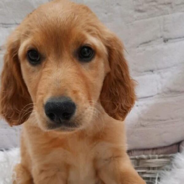 Golden Retriever-DOG-Female-GOLDEN-8711-Petland Monroeville, PA