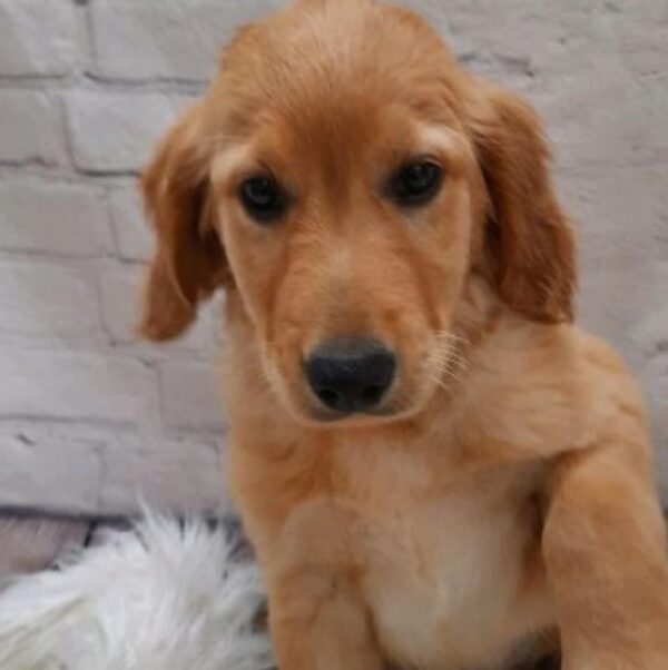Golden Retriever-DOG-Male-GOLDEN-8712-Petland Monroeville, PA