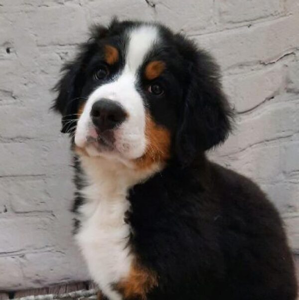 Bernese Mountain Dog-DOG-Female-BLACK/RUST/WH-8710-Petland Monroeville, PA