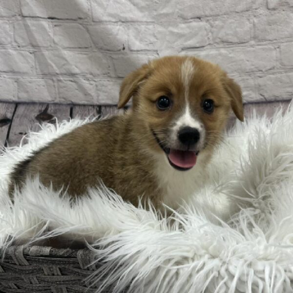 Pembroke Welsh Corgi-DOG-Male-Sable-8713-Petland Monroeville, PA