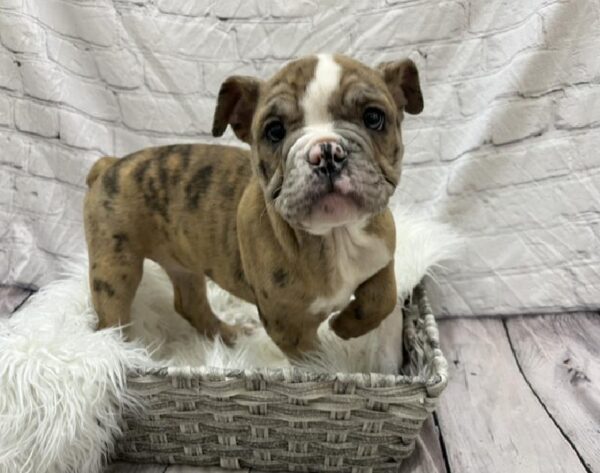 Old English Bulldog-DOG-Female-Fawn Merle-8741-Petland Monroeville, PA