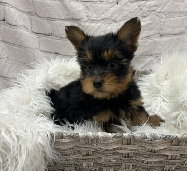 Yorkie-DOG-Male-Black / Tan-8740-Petland Monroeville, PA