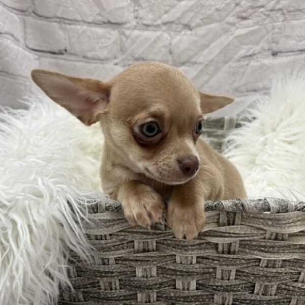 Chihuahua-DOG-Male-Blue Fawn-8739-Petland Monroeville, PA