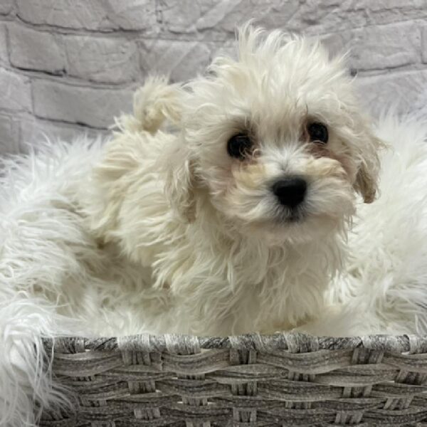 Havapoo-DOG-Male-Cream-8738-Petland Monroeville, PA