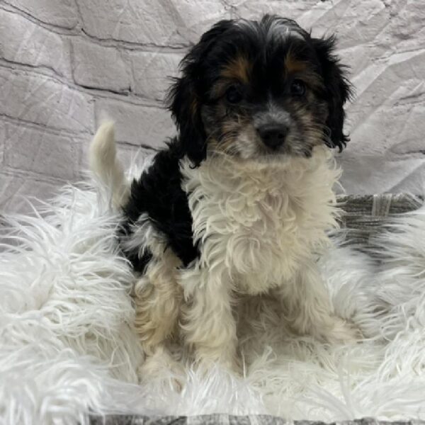 Cavapoo-DOG-Male-Black and Tan-8737-Petland Monroeville, PA