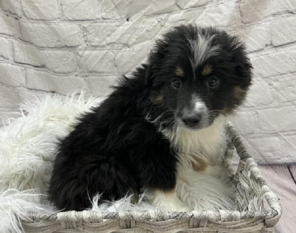 Miniature Australian Shepherd-DOG-Male-Black White and Brown-8736-Petland Monroeville, PA