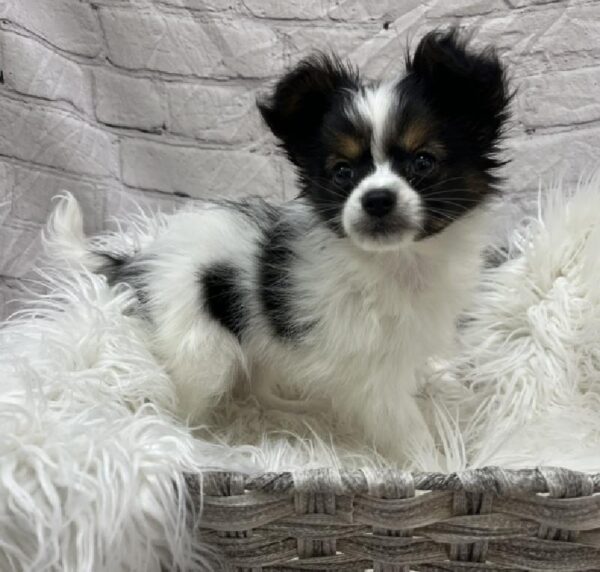 Papillon-DOG-Male-White Black and Tan-8735-Petland Monroeville, PA