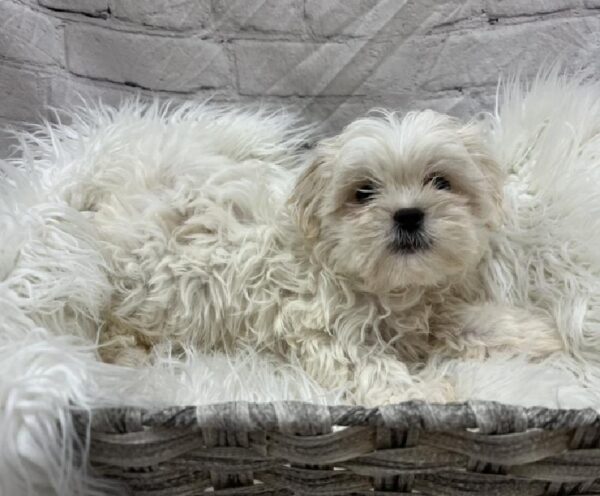 Malshi-DOG-Male-White-8734-Petland Monroeville, PA