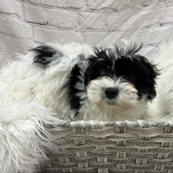 Teddy Bear-DOG-Male-Black and White-8733-Petland Monroeville, PA