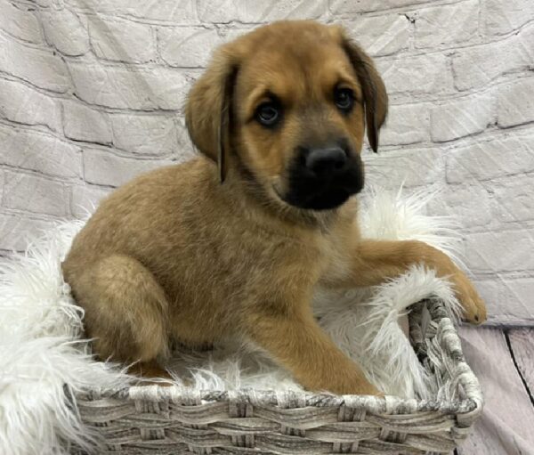 Rotti-Poo-DOG-Male-Fawn-8732-Petland Monroeville, PA