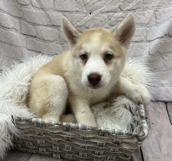 Siberian Husky-DOG-Female-Red and White-8731-Petland Monroeville, PA