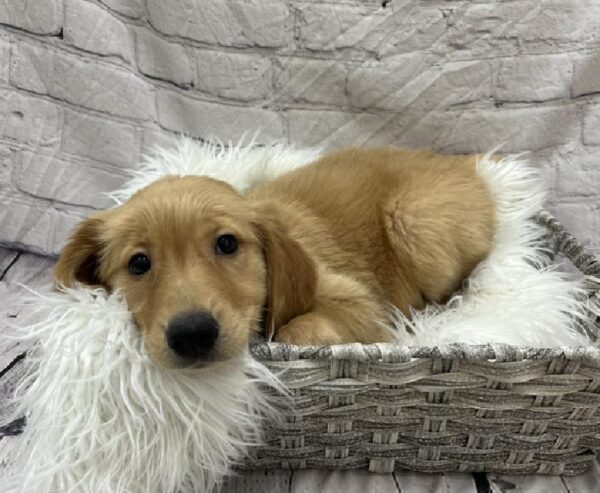 Golden Retriever-DOG-Female-Golden-8730-Petland Monroeville, PA