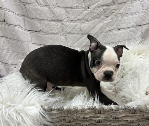 Boston Terrier-DOG-Male-Black and White-8729-Petland Monroeville, PA