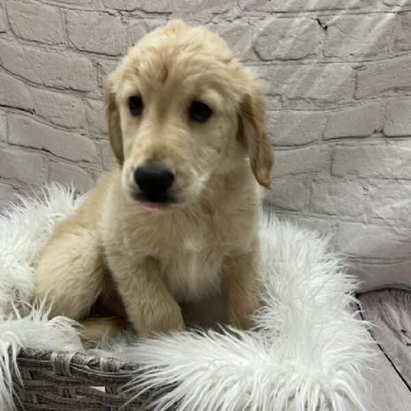 Golden Retriever-DOG-Male-Golden-8755-Petland Monroeville, PA