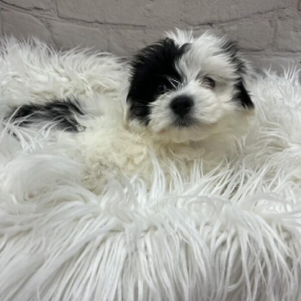 Coton De Tulear-DOG-Male-Black-8759-Petland Monroeville, PA