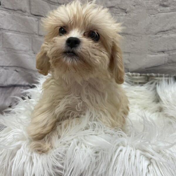 Teddy Bear-DOG-Female-Gold-8758-Petland Monroeville, PA